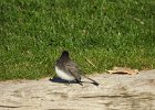 Black Phoebe (17)