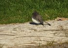 Black Phoebe (18)