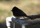 Black Phoebe (19)