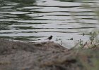 Black Phoebe (4)
