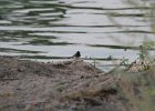Black Phoebe (5)