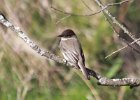101Eastern Phoebe
