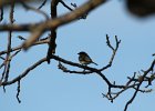Eastern Phoebe  (1)