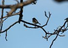 Eastern Phoebe  (2)