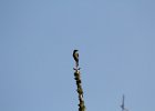 Eastern Phoebe (11)