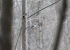 Eastern Phoebe (14)
