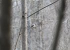 Eastern Phoebe (15)