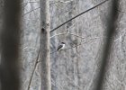 Eastern Phoebe (16)