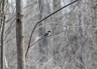 Eastern Phoebe (17)