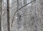 Eastern Phoebe (18)