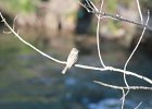Eastern Phoebe (2)
