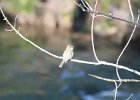 Eastern Phoebe (3)