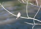 Eastern Phoebe (4)