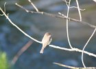 Eastern Phoebe (5)