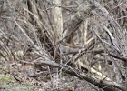 Hermit Thrush (1)