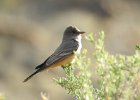 Say's Phoebe (10)