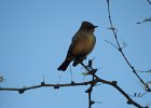 Say's Phoebe (13)