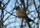 Say's Phoebe (16)