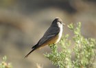 Say's Phoebe (9)