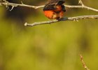 Vermilion Flycatcher (10)