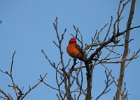 Vermilion Flycatcher (11)