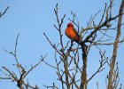 Vermilion Flycatcher (12)