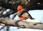 Vermilion Flycatcher (14)