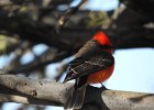 Vermilion Flycatcher (15)