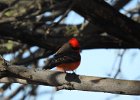 Vermilion Flycatcher (16)