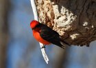 Vermilion Flycatcher (3)