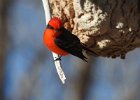 Vermilion Flycatcher (4)