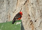 Vermilion Flycatcher (5)