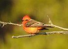 Vermilion Flycatcher (6)