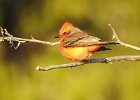 Vermilion Flycatcher (7)