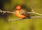 Vermilion Flycatcher (8)