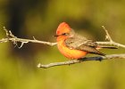Vermilion Flycatcher (9)