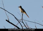 048 - 584 Ash-throated Flycatcher