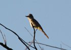 101Ash-throated Flycatcher