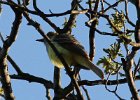 102Great Crested Flycatcher