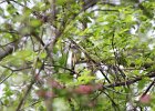 Great Crested Flycatcher (13)