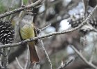 Great-crested Flycatcher (21)