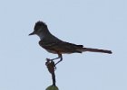 101Brown-crested Flycatcher