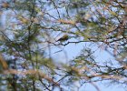Brown-crested Flycatcher (1)