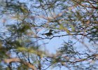 Brown-crested Flycatcher (4)
