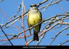 048 - 599 Western Kingbird