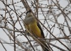 Western Kingbird (1)