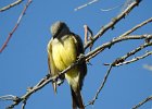 Western Kingbird (14)