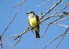 Western Kingbird (15)