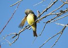Western Kingbird (16)