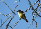 Western Kingbird (17)
